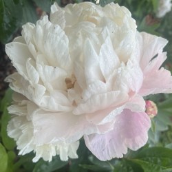 Lea Cara IMG_1812